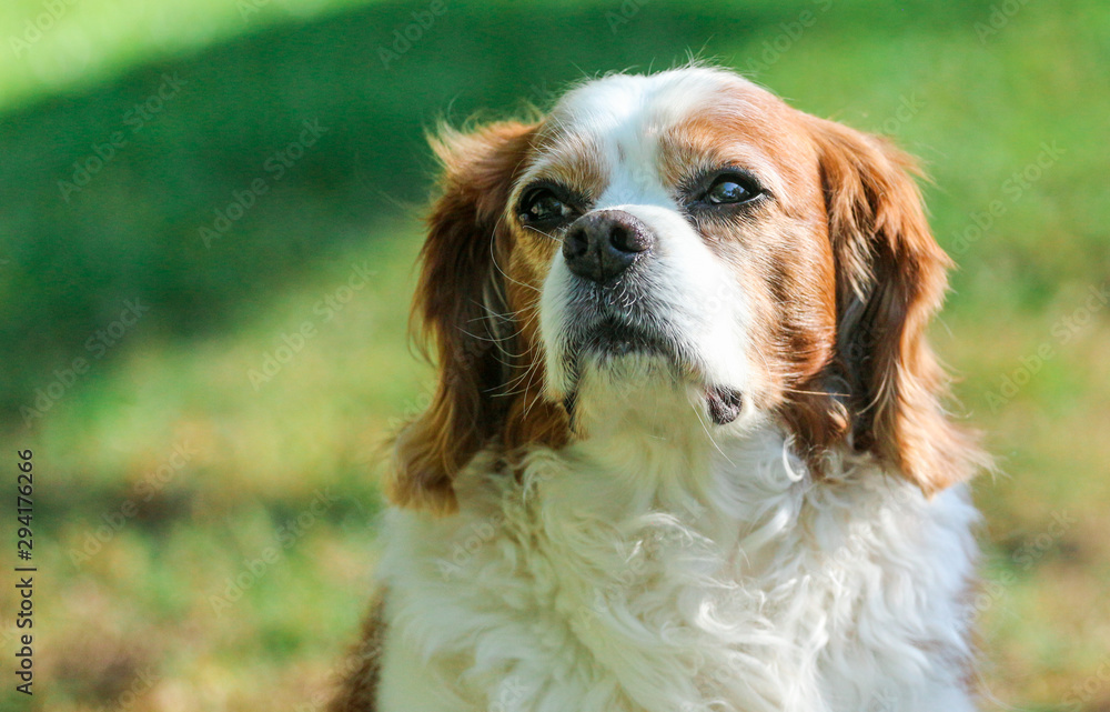 Portrait of a King Charles Spaniel 