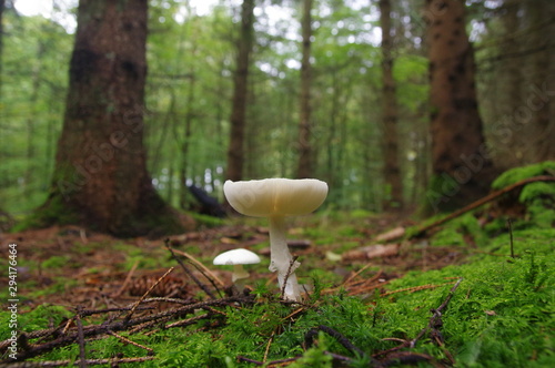 Weißer Pilz mit Lamellen im Wald