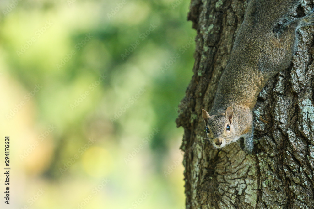 squirrel on a tree squirrel on a tree
