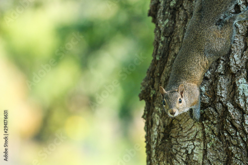 squirrel on a tree