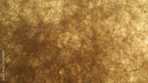 Botrytis cinerea mycelium grown in agar in the laboratory