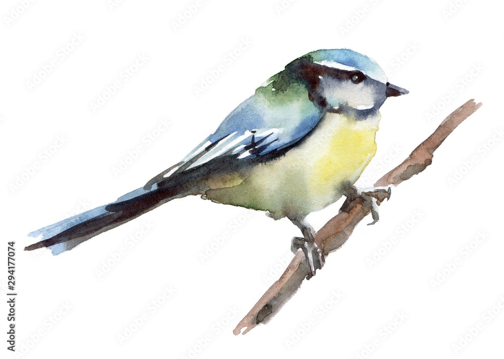 Fototapeta premium Watercolor illustration. Hand painted chikcadee.