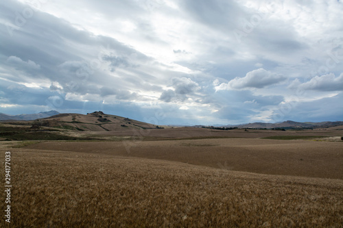 Fields with ripe sicilian durum pasta wheat on sunset