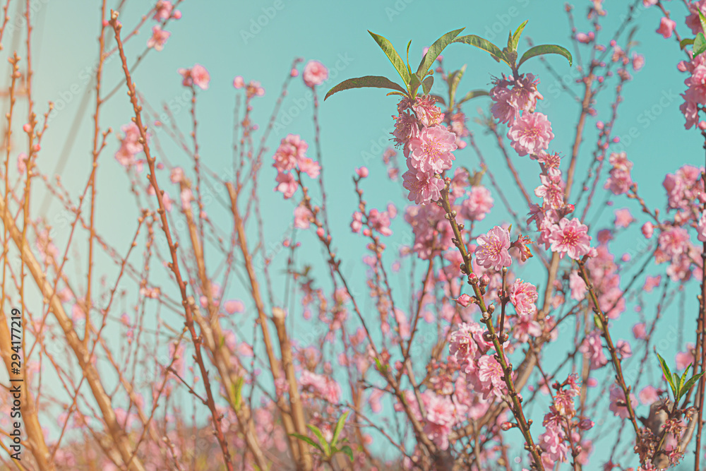 Soft pastel style with Pink Cherry blossom flower on blue mint color Background  