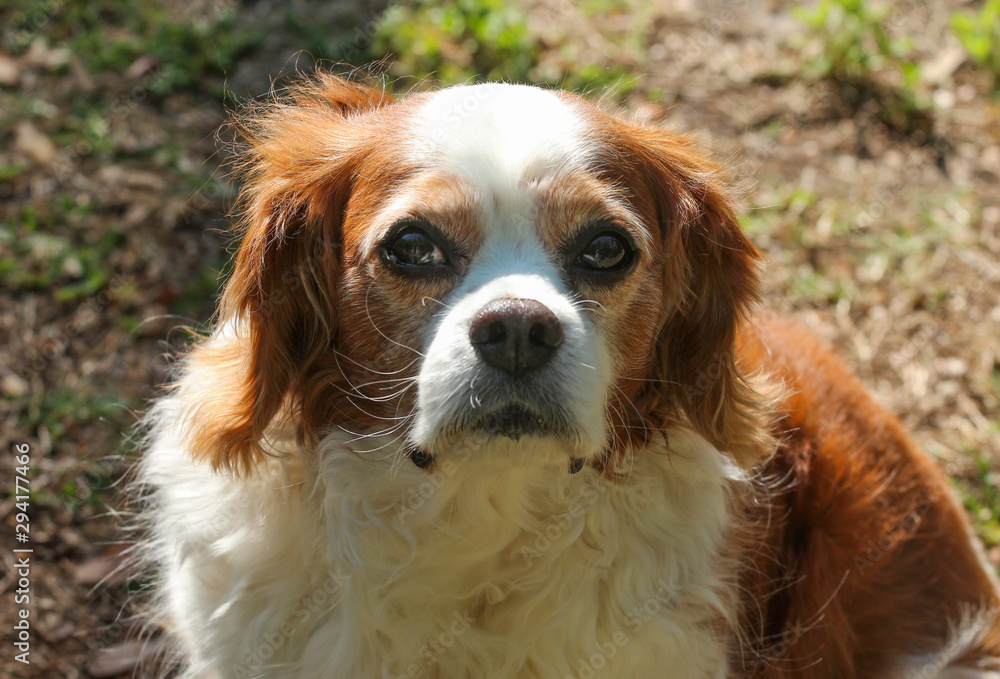 Portrait of a King Charles Spaniel 