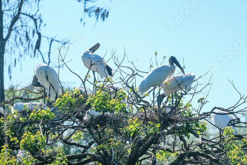 Stork in the Tree Top photo