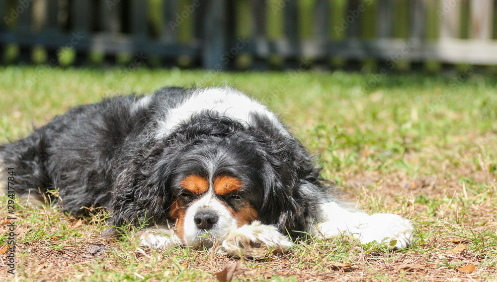 Spaniel dog Resting / Cavalier King Charles Dog 