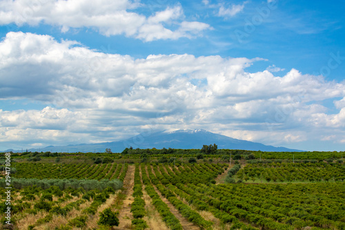 Landscape with orange and lemon trees plantations and view on Mount Etna  Sicily  agriculture in Italy