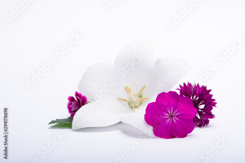 White bell flower and pink cornflowers close up  isolated on white background