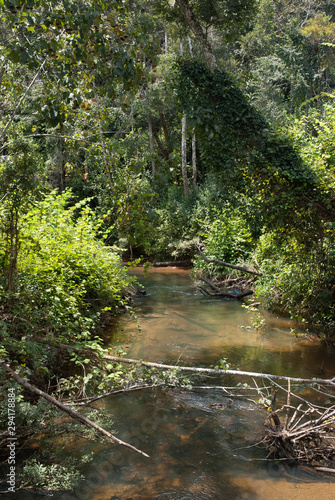 forêt primaire tropicale, riviere, Parc National Andasibé Mantadia, Madagascar photo