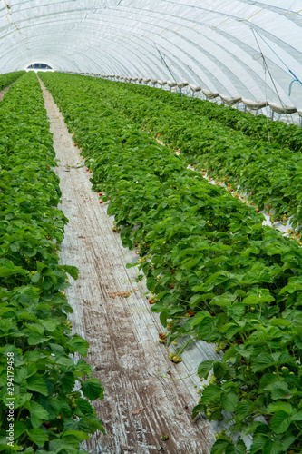 Green houses constructions on strawberry fields, strawberry plants in rows growing on  farm © barmalini