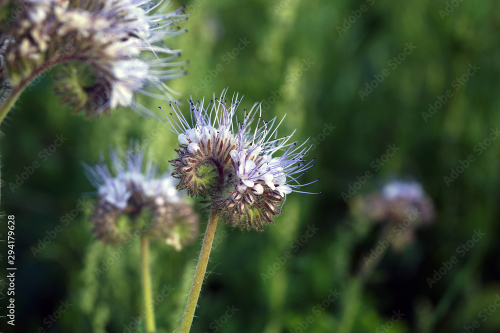 Nahaufnahme einer lila Blume auf einer Wiese Nahaufnahme einer lila Blume auf einer Wiese