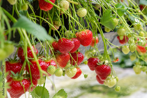 Fresh tasty ripe  red and unripe green strawberries growing on strawberry farm