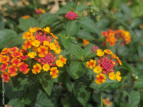 Close up of Lantana camara flowers