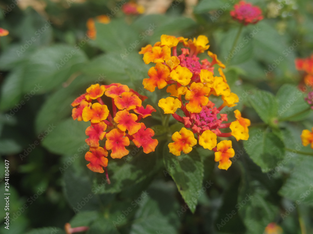 Close up of Lantana camara flowers Close up of Lantana camara flowers