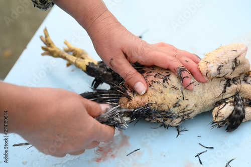 Принти на полотні Plucking the slaughter chicken by hand for further cooking