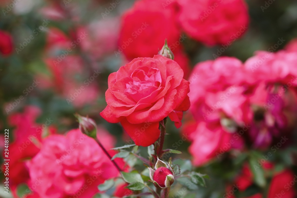 rote Rose im Rosenstrauch