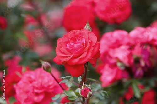rote Rose im Rosenstrauch