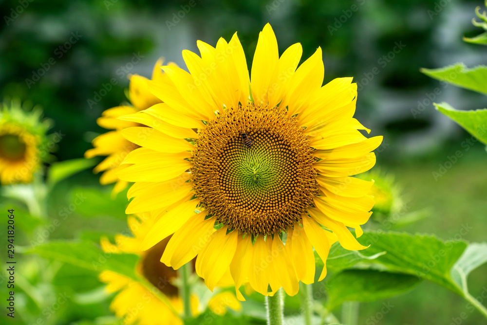 The Sunflower Bloom in the morning, in the fresh air, feel the freshness The Sunflower Bloom in the morning, in the fresh air, feel the freshness
