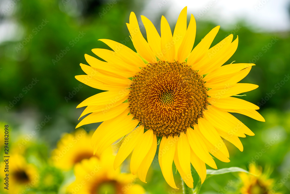 The Sunflower Bloom in the morning, in the fresh air, feel the freshness The Sunflower Bloom in the morning, in the fresh air, feel the freshness
