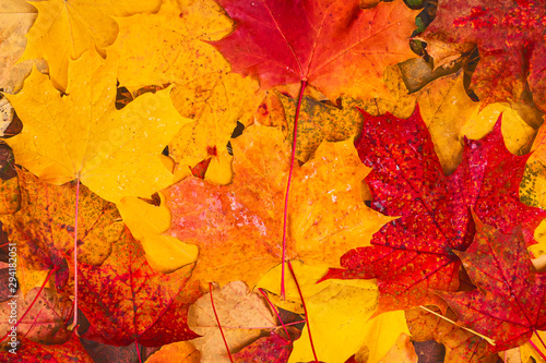 Background and texture made of colored red and yellow wet autumn maple leaves. Golden autumn mood. Copy space