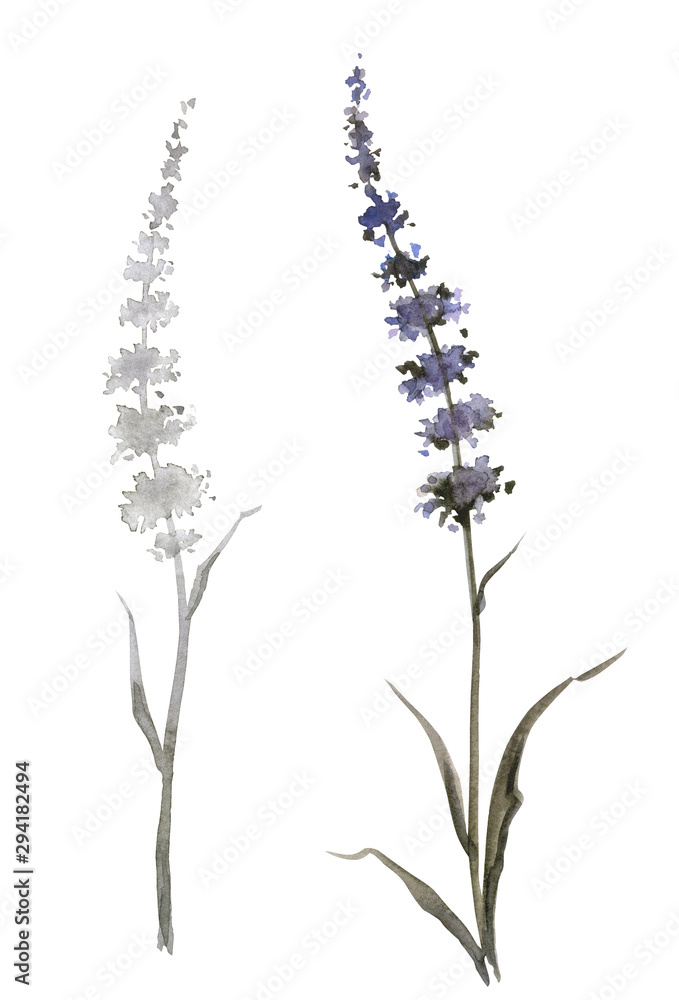 Abstract plants similar to lavender or mint, watercolor painting on a white background, isolated.