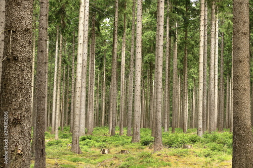 Fototapeta Naklejka Na Ścianę i Meble -  autumn forest trees. nature green wood sunlight backgrounds.