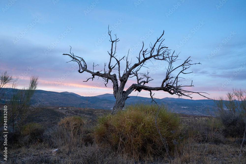 dead trees in the area of Las Palomas (Ugijar) dead trees in the area of Las Palomas (Ugijar)