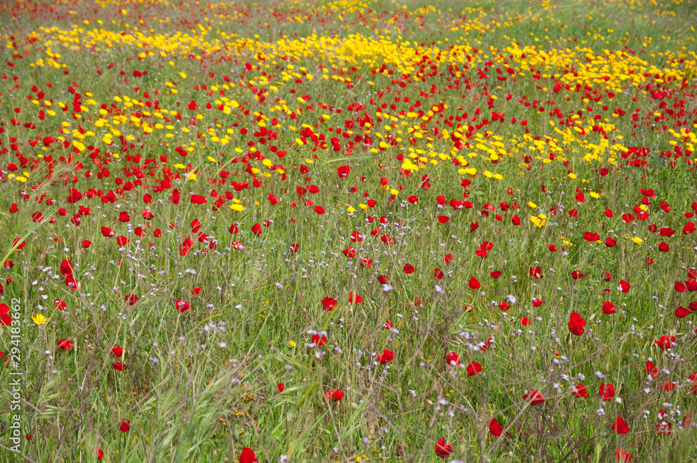 Field of wild flowers of poppies, anemones and Daisies