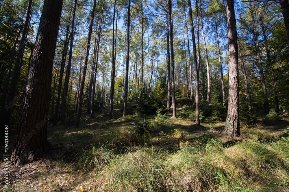 Obraz premium Wald mit grünen Bäumen