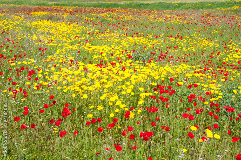 Daisies and poppies in pasture