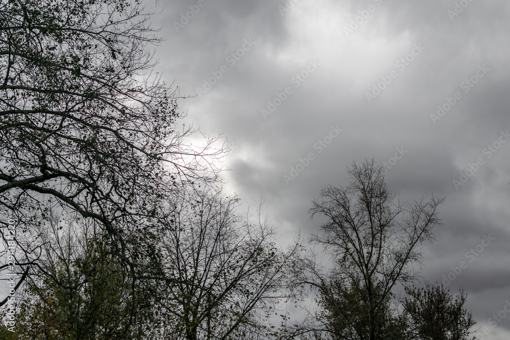 Silhouettes of trees on a background of cloudy sky Silhouettes of trees on a background of cloudy sky