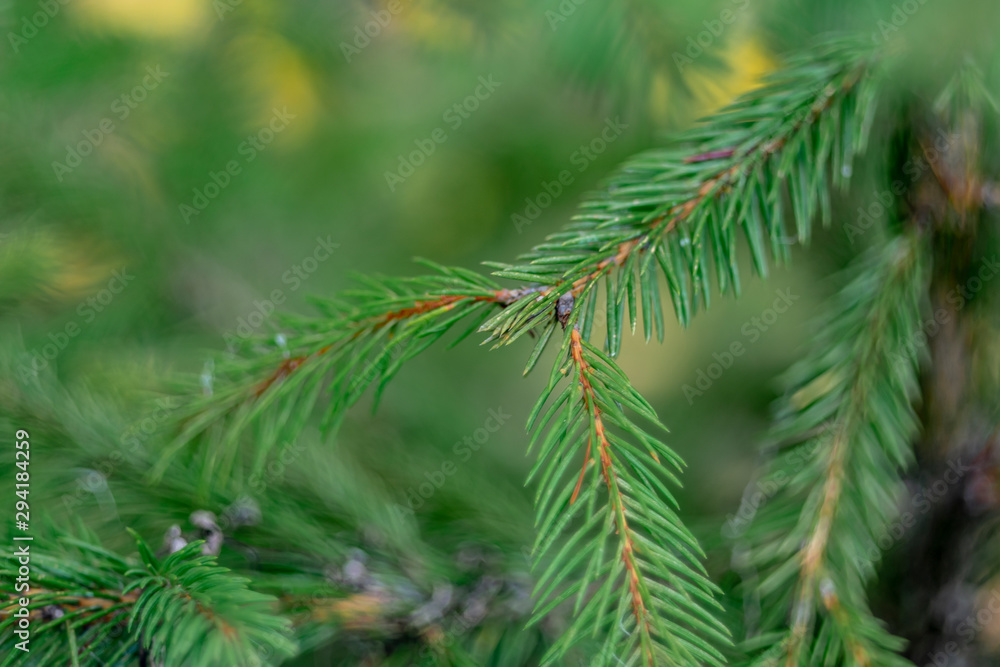 Closeup spruce branch on blurred natural background Closeup spruce branch on blurred natural background