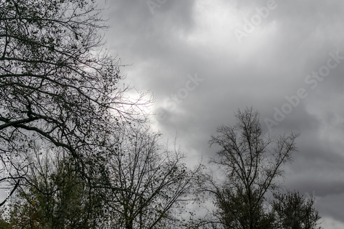Silhouettes of trees on a background of cloudy sky