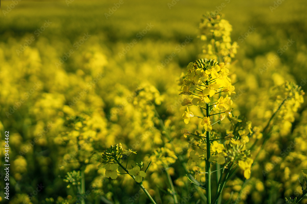 close up flowering rapeseed canola or colza in latin Brassica Napus, plant for green energy and oil industry, rape seed on sunset background close up flowering rapeseed canola or colza in latin Brassica Napus, plant for green energy and oil industry, rape seed on sunset background