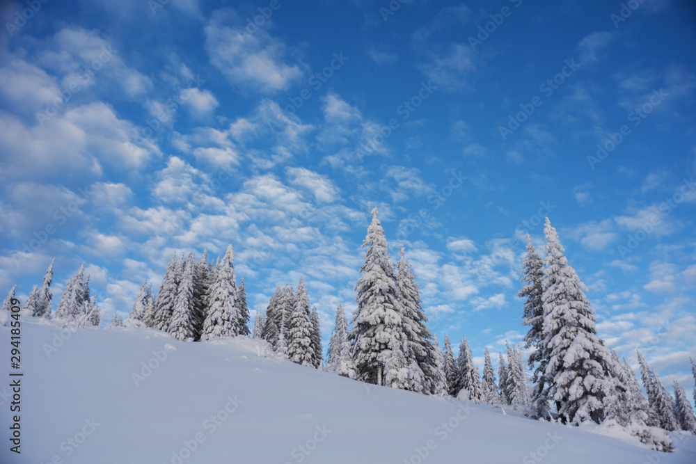 Obraz premium A magical winter in the Ukrainian Carpathian Mountains, on a snowy meadow with beautiful mountain lodges and spruce covered with snow, with beautiful views around