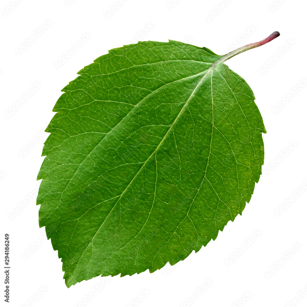 Fototapeta premium Green apple leaf isolated on white.