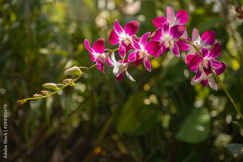 Obraz premium Pink and white Dendrobium orchid plant in a lush green garden