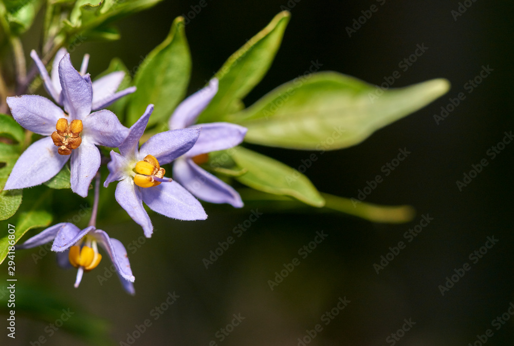 The purple and yellow flowers of a Solanum plant - green leaves at the end of a branch, with a dark-brown background. The purple and yellow flowers of a Solanum plant - green leaves at the end of a branch, with a dark-brown background.