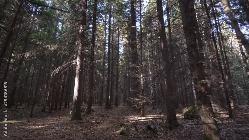 Steadicam movement while walking in lost wild autumn forest with tall fir trees. Steadicam movement while walking in lost wild autumn forest with tall fir trees.