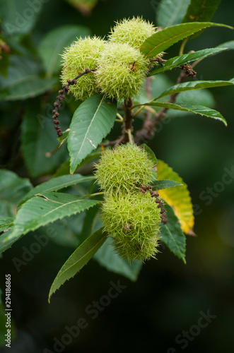 Closeup of chestnut fruits in branch in the  forest