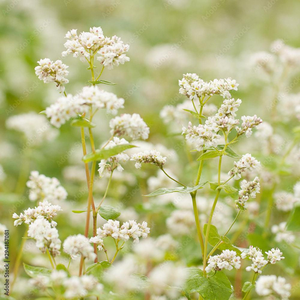 buckwheat blooming in the field with white flowers