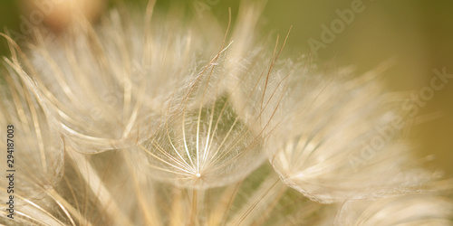 autumn faded with a spider web of seeds