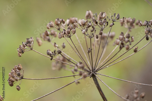 dry autumn plant with seeds photo