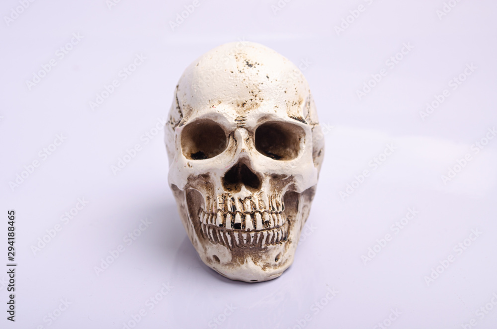 Human skull on white background Human skull on white background