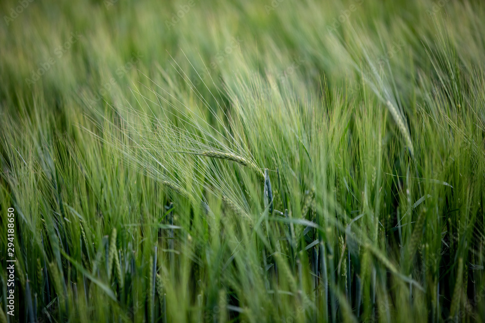 Obraz premium green, young barley at the field