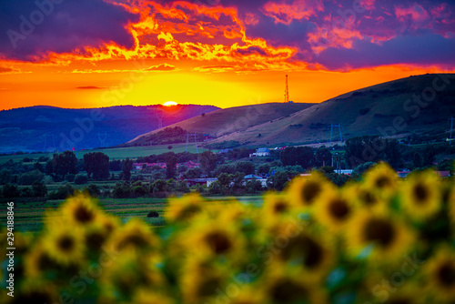 Sunflowers landscape at the sunset