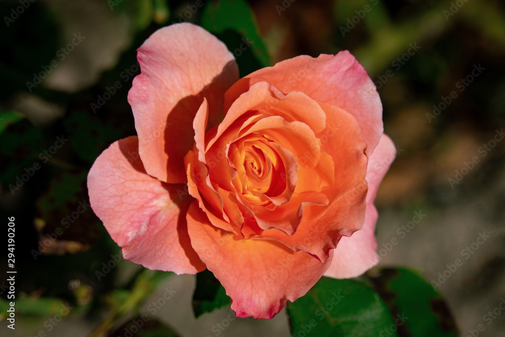 Colourful close up of an Augusta Luise rose orange flower bloom Colourful close up of an Augusta Luise rose orange flower bloom