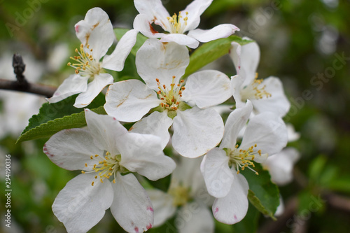 White and Yellow Flowers