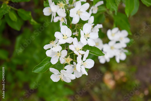 White Apple Blossoms 